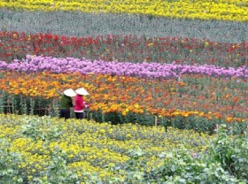 Image: Travel Hai Phong to Ha Lung flower village on Tet holiday