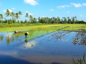 Image: Ca Mau develops safe rice brand