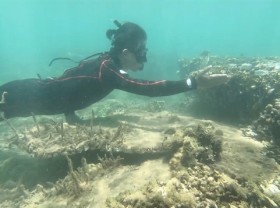 Image: Coral saviours battle to turn the tide