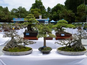 Image: Hanoi Ornamental Creatures Festival 2021 underway