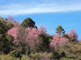 Image: More cherry trees to be grown in Da Lat