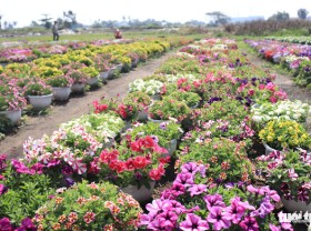 Image: ‘Raid’ Saigon flower village is blooming, waiting for Tet