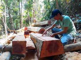 Image: Vietnam curbs illegal timber import following US probe
