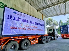 Image: Vietnam exports 1,600 tons of fragrant rice to Singapore, Malaysia