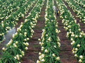 Image: Vietnamese dragon fruit needs to find new export markets: Experts