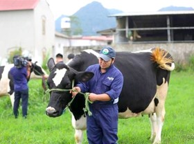 Image: Vinamilk and GTNFoods to buy 39.2 million shares of Mộc Châu Milk