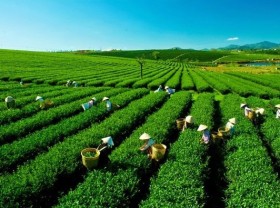 Image: Bảo Lộc, a hidden gem of Lâm Đồng Province