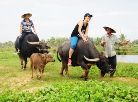 Image: Buffalo tours in Hội An prove a hit