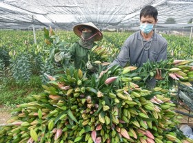 Image: Flower prices are record low, Tay Tuu flower growers “sit on a fire”