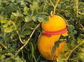 Image: Grapefruit, watermelon shaped, collecting millions of money to attract customers