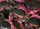 Image: Ca Mau: Nam Can crab, U Minh Hot Pot named among Vietnam’s Top 100 specialties