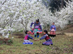 Image: Lost in the fairytale white plum blossom paradise in Bac Ha