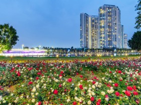 Image: Million roses bloom in green urban areas along with Hanoi
