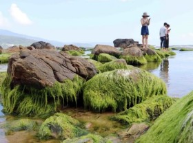 Image: Nam Ô Reef, the green pearl of Đà Nẵng