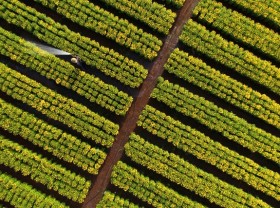 Image: Overwhelmed with beautiful scenery in the largest flower garden in Dong Nai