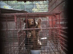 Image: Over 1,130 wild animals rescued in VN in 2020