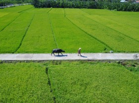 Image: The buffalo happily and fragrantly welcome guests in Hoi An