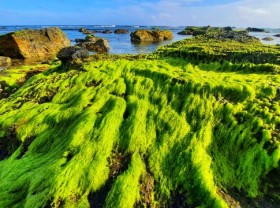 Image: The enchanting beauty of the “moss field” in Ly Son