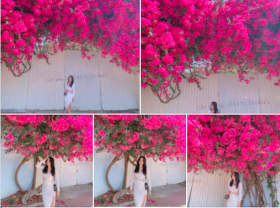 Image: The “extreme” confetti frame is causing a storm in Vung Tau because its blooming is so beautiful, people are racing to ask for addresses to check-in.