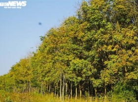 Image: Amazingly, the rubber forest in Binh Phuoc is the season of changing leaves