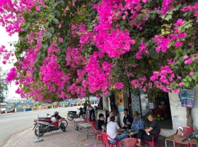 Image: Bougainvillea in full bloom: A must-see in Vietnam's coastal Phan Thiet City
