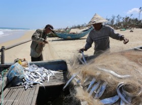 Image: Fishermen have a good season ribbon-fish