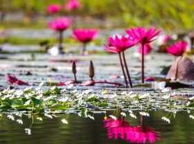 Image: Flower and bird season in Tram Chim