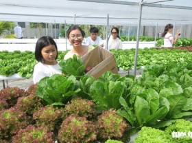 Image: Saigon hydroponic farm brings customers freshest produce in town