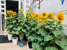 Image: Saigon mother finds peace, not profit, in urban garden