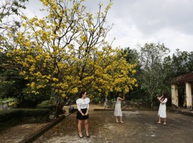 Image: The 80-year-old apricot tree attracts visitors