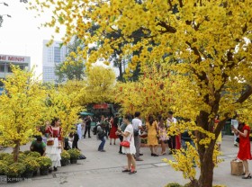 Image: The road decorated nearly 150 golden apricots