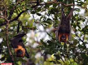 Image: Discovery of U Minh Thuong National Park
