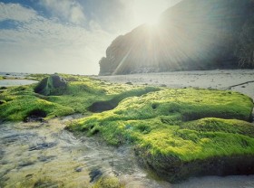 Image: Heavenly scenery of green moss in Ly Son Island