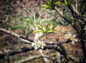 Image: Moc Chau Plateau blooms in early Spring