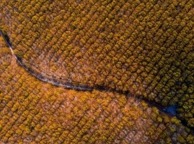 Image: Stunning beauty of rubber forest in leaf changing season