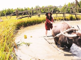 Image: Travel on buffalo back