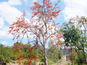 Image: Admire the strange flower of Krong Pa “fire pan” region