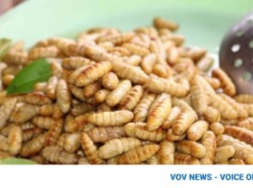 Image: Vietnam granted permission to export edible insects to EU