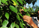 Image: Black pepper price increase due to shortage of supply