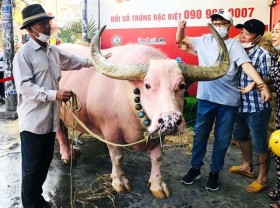 Image: Large pink bull in Củ Chi District captivates locals