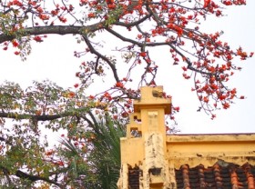 Image: Hanoi turns red in the Malabar silk cotton flower season