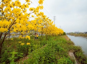 Image: Phong Linh flower garden blooms with brilliant yellow color like the European sky in Bac Giang