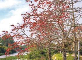 Image: Red cotton flowers in full bloom