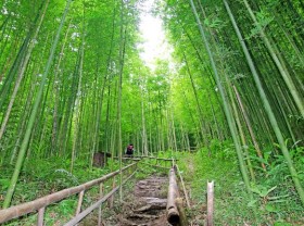 Image: Spectacular bamboo forest in Yen Bai