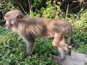 Image: Da Nang City urges protection of endangered primate population