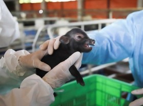 Image: Vietnam successfully clones pigs for first time