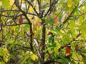 Image: Discovering fresh Muoi Cuong Can Tho cocoa garden in the West