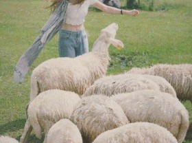 Image: Going to Dong Nai Sheep Field for 1 day
