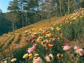 Image: Immortal flower hill Dalat attracts guests to check-in