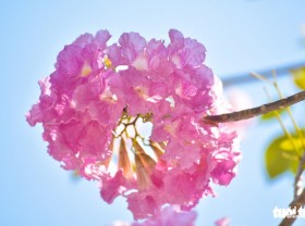 Image: Saigon tickled pink as rosy trumpet flowers bloom